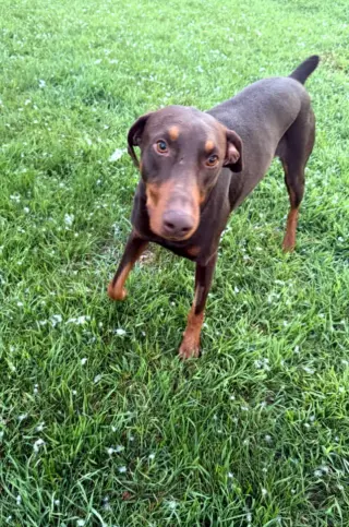 Atlas aka Doby