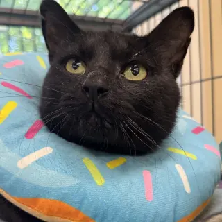 Jet