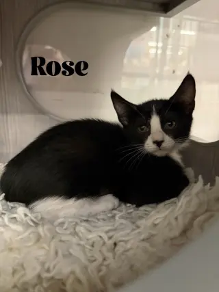 Rose
