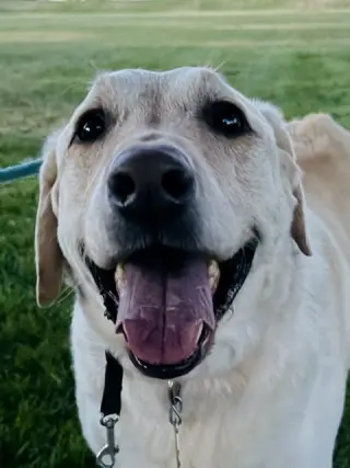 Happy Hank
