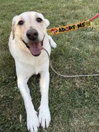 Happy Hank