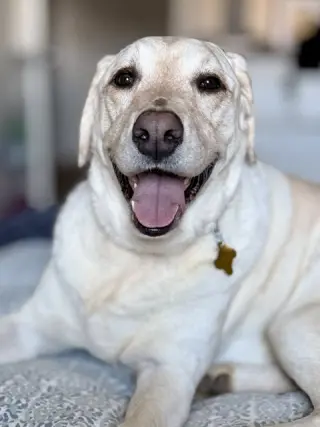 Happy Hank