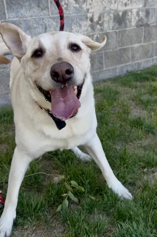 Happy Hank