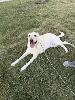 Happy Hank