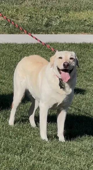 Happy Hank