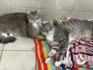 Violet & Voytek