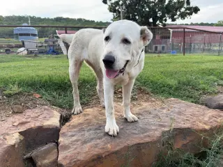 THELMA- OKLAHOMA