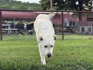 THELMA- OKLAHOMA