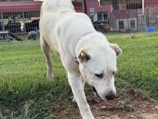 THELMA- OKLAHOMA