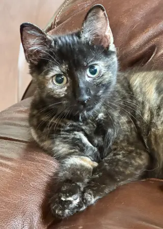 Nova