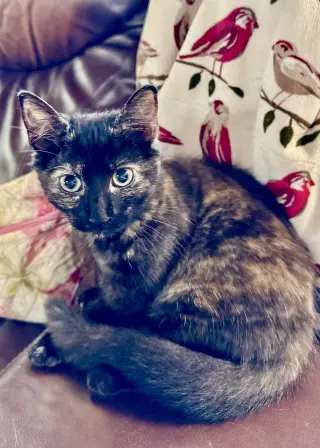 Nova