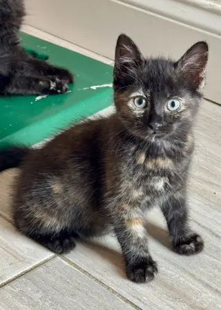 Nova