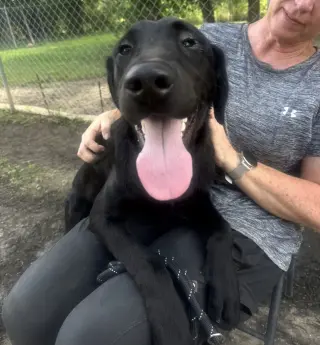Elsie
