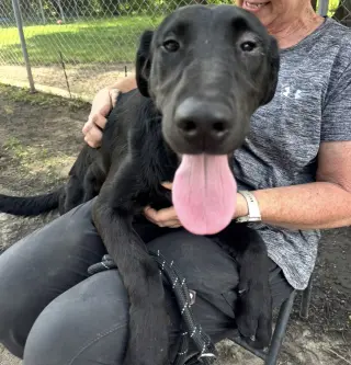 Elsie