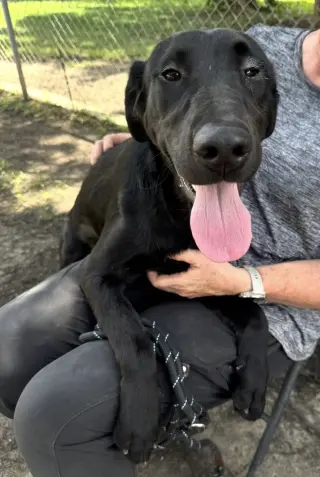 Elsie