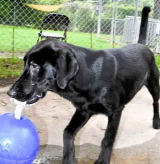 Elsie