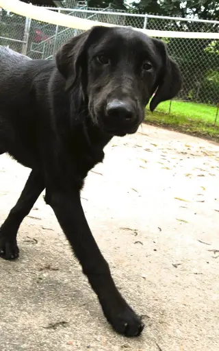 Elsie