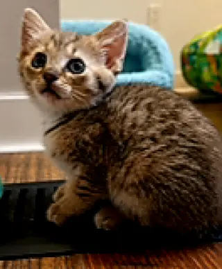 KITTEN SLINKY