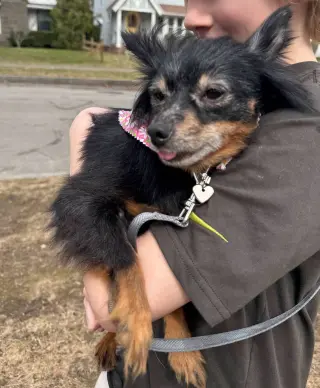 Louie