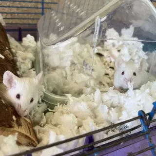 Cheese and Crackers