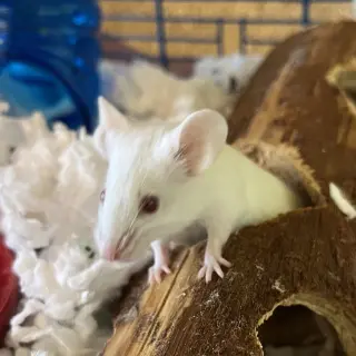 Cheese and Crackers