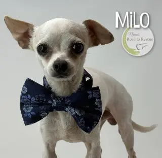 Milo
