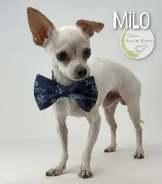Milo