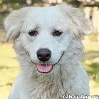 Marie in GA - A Special "Pocket Pyr"!