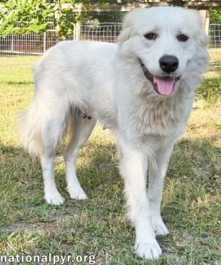 Marie in GA - A Special "Pocket Pyr"!
