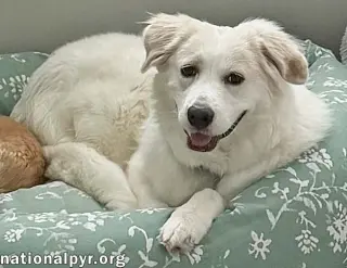 Marie in GA - A Special "Pocket Pyr"!