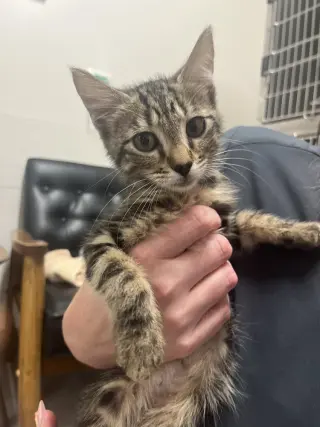 Tappy