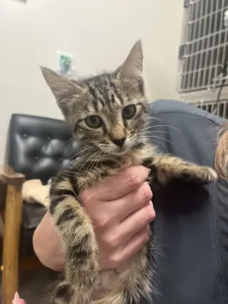 Tappy