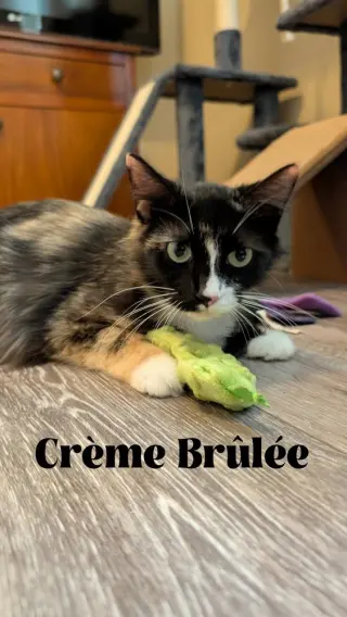 CrÃ¨me BrÃ»lÃ©e