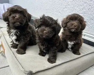 Havanese puppies for Adoption