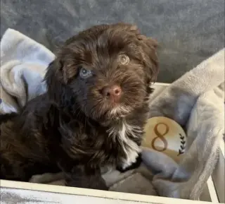 Havanese puppies for Adoption