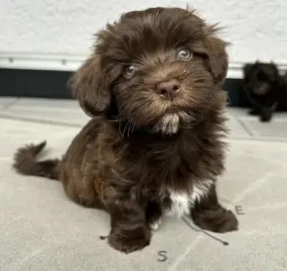 Havanese puppies for Adoption