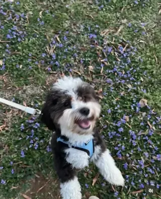 Havanese puppies for Adoption