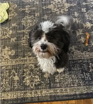 Havanese puppies for Adoption