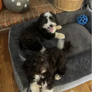 Havanese puppies for Adoption