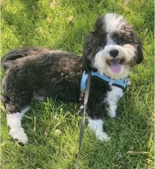 Havanese puppies for Adoption