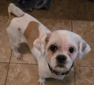 Gizmo