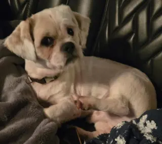 Gizmo