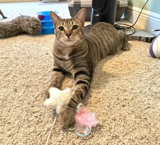 Micah