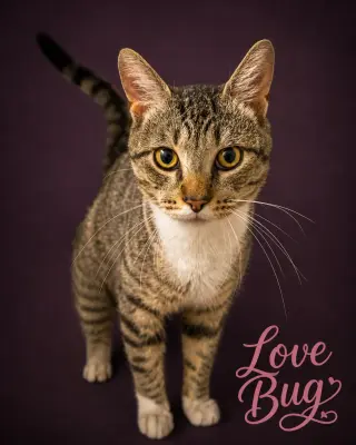 Lovebug/Love Bug (FCID# 06/08/26-8 Brandywine PS)