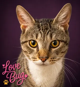 Lovebug/Love Bug (FCID# 06/08/26-8 Brandywine PS)