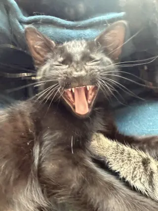 Sol