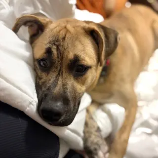 Wally