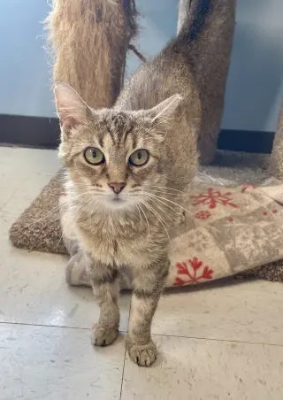 Tasha
