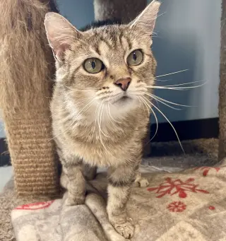 Tasha
