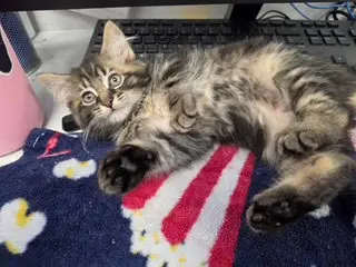 Dex